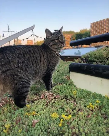 Houseboat Tante Piet 2*