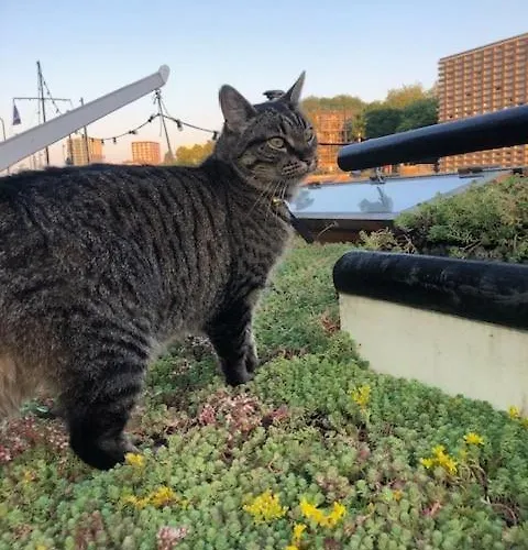Houseboat Tante Piet Botel 2*